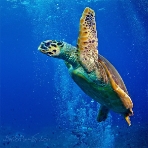 I need a gulp of fresh air...
/hawksbill turtle in Musha... by Boris Pamikov 